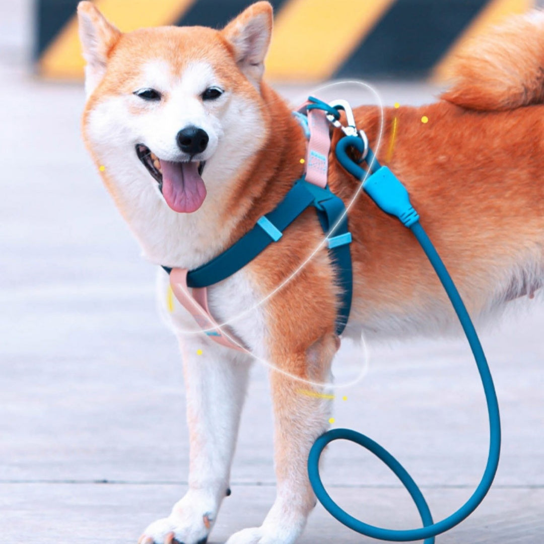 Dog Outing Hand Holding Rope